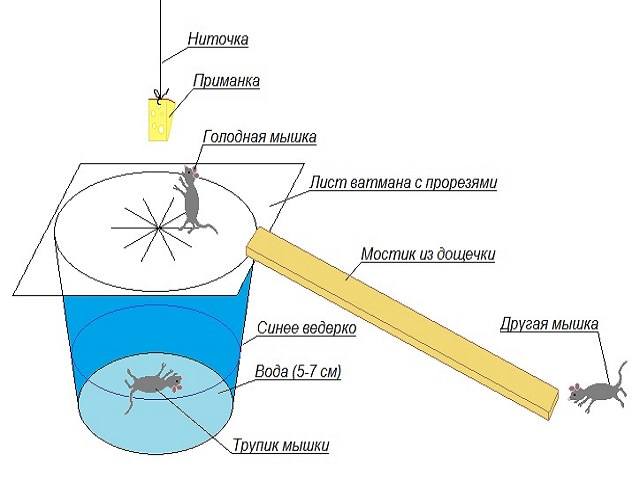Мышеловка из банки и листа бумаги