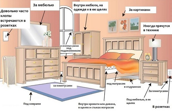 Где чаще всего обитают клопы Места клопов